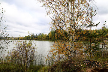 Autumn colours trees near the calm lake
