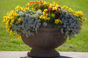 Flowerbed with beautiful flowers in the park