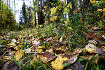 Fallen autumn leaves on the ground