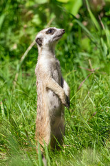 Surikat in a park in the nature