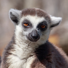 Portrait of a lemur at the zoo