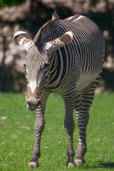 Fototapeta na wymiar Zebra in the pasture in the park