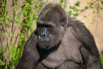 Portrait of a gorilla in the park