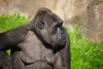 Portrait of a gorilla in the park