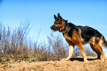 Dog German Shepherd on the sand outdoors in a spring