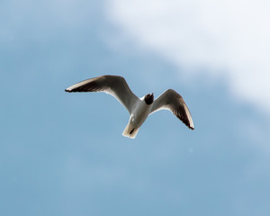 Seagull in flight against the blue sky