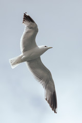 Seagull in flight against the sky with clouds