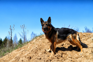 Dog German Shepherd on the sand outdoors in a spring