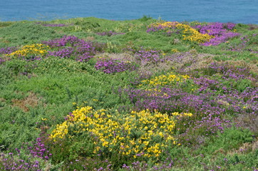 Bruyère et ajonc sur les falaises de Bretagne, France