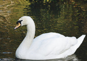 Close up image of a mute white swan, a  member of the waterfowl family Anatidae.