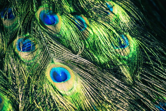 Abstract background image of a close up view of Peacock Feathers