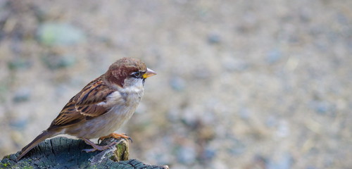 The house sparrow (Passer domesticus) is a bird of the sparrow family Passeridae, found in most parts of the world.