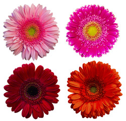 set gerbera isolated a white background