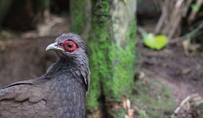 Close up portrait image of an adult female silver pheasant (Lophura nycthemera)