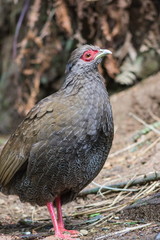 Close up portrait image of an adult female silver pheasant (Lophura nycthemera)