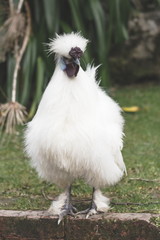 The Silkie (sometimes spelled Silky) is a breed of chicken named for its atypically fluffy plumage, which is said to feel like silk and satin.