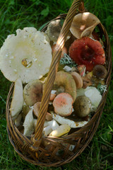 A full basket of summer forest mushrooms of different pastel tones against the background of a forest glade.