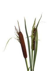 Common bulrush, reeds isolated on white background, clipping path © dule964