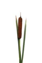 Common bulrush, reeds isolated on white background, clipping path © dule964
