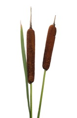 Common bulrush, reeds isolated on white background, clipping path © dule964