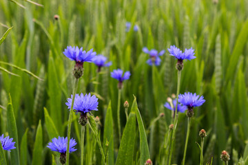 Flowers blue cornflower on a wheat field.Centaurea cyanus.