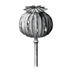 Poppy hand drawing vintage clip art isolated on white background - obrazy, fototapety, plakaty