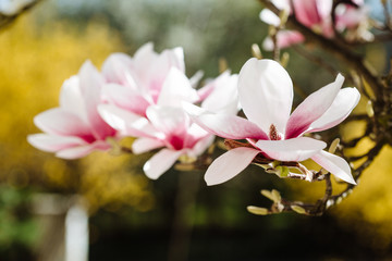 Fototapeta na wymiar Spring floral background with magnolia flowers.