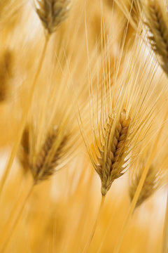 Close-up of Six-rowed barley field.  六条大麦畑のクローズアップ　麦茶イメージ