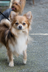 Chihuahua dog of brown color. Stand on a leash, close-up.