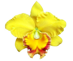 yellow  orchid isolated on white