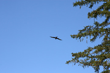 Falcon / Floating bird in the sky of Switzerland