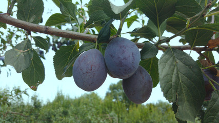 plum