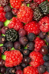 berries raspberries, blackberries on a green background