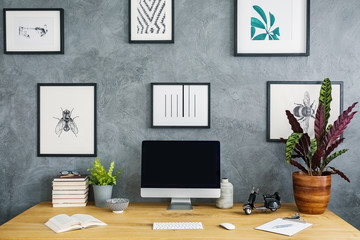 Simple posters hanging on grey raw wall in study corner living room interior with wooden desk with...