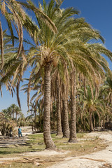 Obraz premium Palm Farm, Sistan and Baluchistan