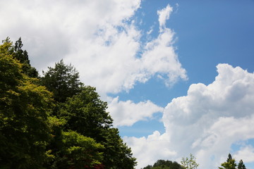 Obraz premium 爽やかな夏の雲