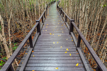 Wooden bridge the forest mangrove at Petchaburi, Thailand