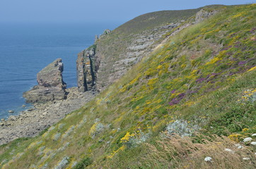 Falaises du Cap Fréhel, Bretagne, France