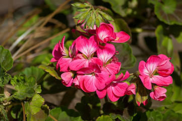 Bunch of Pink Geraniums