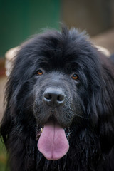 Newfoundland Dog Face with Tongue Sticking Out