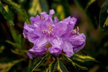 Fototapeta premium Purple Flowers with Raindrops