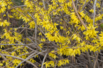 Blooming garden shrub of forsythia europaea, ornamental plant with yellow flowers in spring