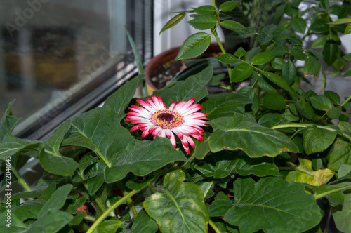 Gerbera With White Flower Pink Tips Blooming On Window Sill Gerbera With White Flower Pink Tips Blooming On Window Sill Por Ornamental Houseplant