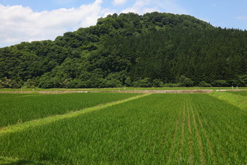東北の田園風景