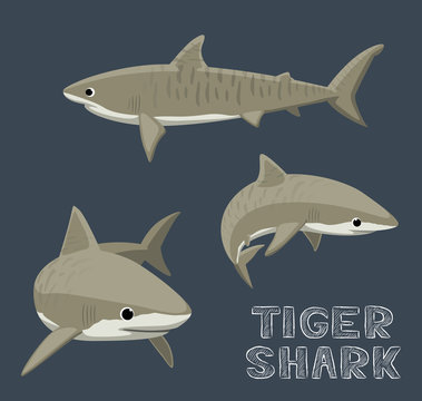 Tiger Shark Cartoon Vector Illustration