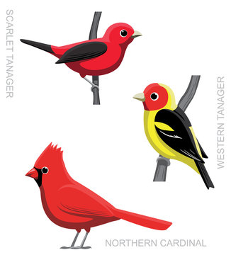 Bird Tanager Cardinal Set Cartoon Vector Illustration 1