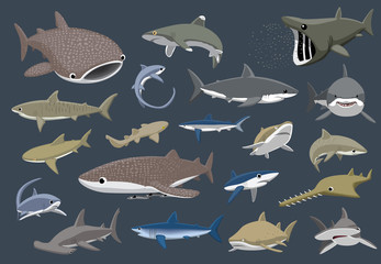 Fototapeta premium Różne rekiny zestaw ilustracji wektorowych kreskówki