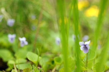 Obraz na płótnie Canvas Blue viola in the grass
