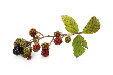 Wild blackberry fruits on twig with leaves and isolated on white background