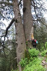 bosnische bergkiefer am olymp